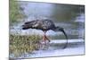 Plumberous Ibis-Hal Beral-Mounted Photographic Print