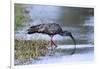 Plumberous Ibis-Hal Beral-Framed Photographic Print