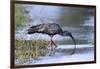 Plumberous Ibis-Hal Beral-Framed Photographic Print