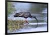 Plumberous Ibis-Hal Beral-Framed Photographic Print