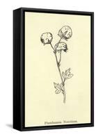 Plumbunnia Nutritiosa-Edward Lear-Framed Stretched Canvas