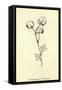 Plumbunnia Nutritiosa-Edward Lear-Framed Stretched Canvas