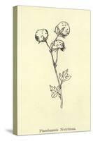 Plumbunnia Nutritiosa-Edward Lear-Stretched Canvas