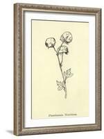 Plumbunnia Nutritiosa-Edward Lear-Framed Giclee Print