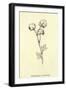 Plumbunnia Nutritiosa-Edward Lear-Framed Giclee Print