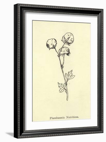 Plumbunnia Nutritiosa-Edward Lear-Framed Giclee Print