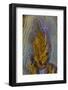 Plume Agate, Sammamish, Washington-Darrell Gulin-Framed Photographic Print