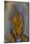 Plume Agate, Sammamish, Washington-Darrell Gulin-Mounted Photographic Print