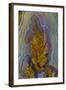 Plume Agate, Sammamish, Washington-Darrell Gulin-Framed Photographic Print