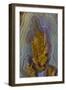 Plume Agate, Sammamish, Washington-Darrell Gulin-Framed Photographic Print