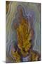 Plume Agate, Sammamish, Washington-Darrell Gulin-Mounted Photographic Print