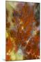 Plume Agate, Sammamish, Washington-Darrell Gulin-Mounted Photographic Print