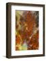 Plume Agate, Sammamish, Washington-Darrell Gulin-Framed Photographic Print