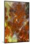 Plume Agate, Sammamish, Washington-Darrell Gulin-Mounted Photographic Print