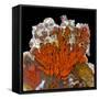 Plume Agate, Sammamish, Washington-Darrell Gulin-Framed Stretched Canvas