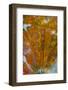 Plume Agate, Sammamish, Washington-Darrell Gulin-Framed Photographic Print