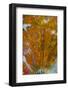 Plume Agate, Sammamish, Washington-Darrell Gulin-Framed Photographic Print