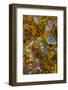 Plume and Moss Design in Agate, Fox Island WA-Darrell Gulin-Framed Photographic Print