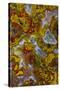 Plume and Moss Design in Agate, Fox Island WA-Darrell Gulin-Stretched Canvas