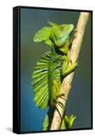 Plumed Basilisk (Basiliscus Plumifrons), Sarapiqui, Costa Rica-null-Framed Stretched Canvas