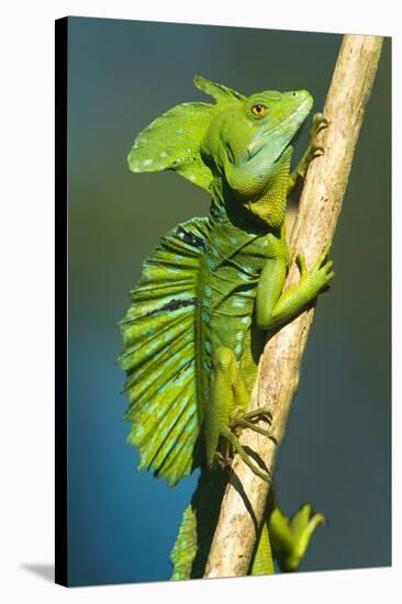 Plumed Basilisk (Basiliscus Plumifrons), Sarapiqui, Costa Rica-null-Stretched Canvas