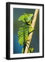 Plumed Basilisk (Basiliscus Plumifrons), Sarapiqui, Costa Rica-null-Framed Photographic Print