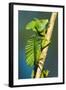 Plumed Basilisk (Basiliscus Plumifrons), Sarapiqui, Costa Rica-null-Framed Photographic Print