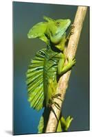 Plumed Basilisk (Basiliscus Plumifrons), Sarapiqui, Costa Rica-null-Mounted Photographic Print