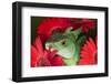 Plumed basilisk lizard, also known as Jesus Christ lizard.-Adam Jones-Framed Photographic Print