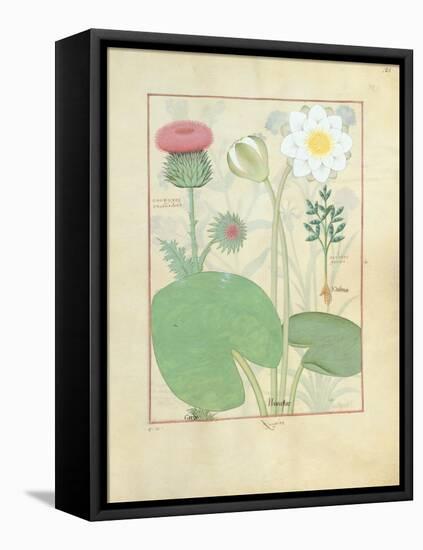 Plumed Thistle, Water Lily and Castor Bean Plant, Illustration from 'The Book of Simple Medicines'-Robinet Testard-Framed Stretched Canvas
