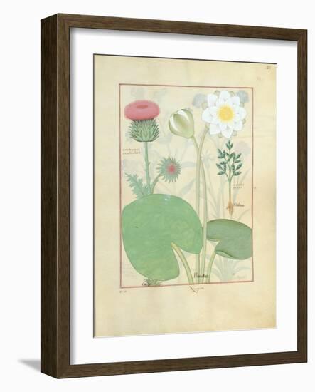 Plumed Thistle, Water Lily and Castor Bean Plant, Illustration from 'The Book of Simple Medicines'-Robinet Testard-Framed Giclee Print