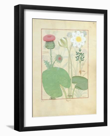 Plumed Thistle, Water Lily and Castor Bean Plant, Illustration from 'The Book of Simple Medicines'-Robinet Testard-Framed Giclee Print