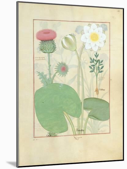 Plumed Thistle, Water Lily and Castor Bean Plant, Illustration from 'The Book of Simple Medicines'-Robinet Testard-Mounted Giclee Print