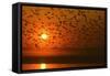 Plumed Whistle Ducks in Flight at Sunset-null-Framed Stretched Canvas