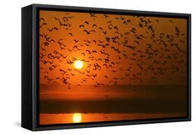 Plumed Whistle Ducks in Flight at Sunset-null-Framed Stretched Canvas