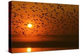 Plumed Whistle Ducks in Flight at Sunset-null-Stretched Canvas