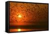 Plumed Whistle Ducks in Flight at Sunset-null-Framed Stretched Canvas