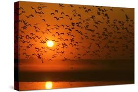 Plumed Whistle Ducks in Flight at Sunset-null-Stretched Canvas