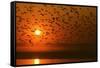 Plumed Whistle Ducks in Flight at Sunset-null-Framed Stretched Canvas
