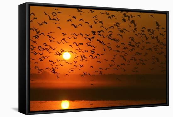 Plumed Whistle Ducks in Flight at Sunset-null-Framed Stretched Canvas