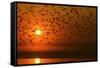 Plumed Whistle Ducks in Flight at Sunset-null-Framed Stretched Canvas