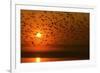 Plumed Whistle Ducks in Flight at Sunset-null-Framed Photographic Print