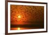 Plumed Whistle Ducks in Flight at Sunset-null-Framed Photographic Print