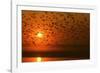 Plumed Whistle Ducks in Flight at Sunset-null-Framed Photographic Print