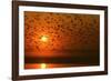 Plumed Whistle Ducks in Flight at Sunset-null-Framed Photographic Print