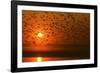 Plumed Whistle Ducks in Flight at Sunset-null-Framed Photographic Print