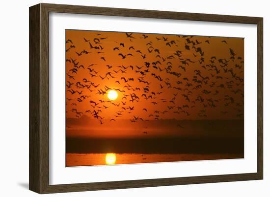 Plumed Whistle Ducks in Flight at Sunset-null-Framed Photographic Print