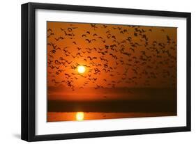 Plumed Whistle Ducks in Flight at Sunset-null-Framed Photographic Print