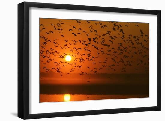 Plumed Whistle Ducks in Flight at Sunset-null-Framed Photographic Print