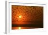 Plumed Whistle Ducks in Flight at Sunset-null-Framed Photographic Print